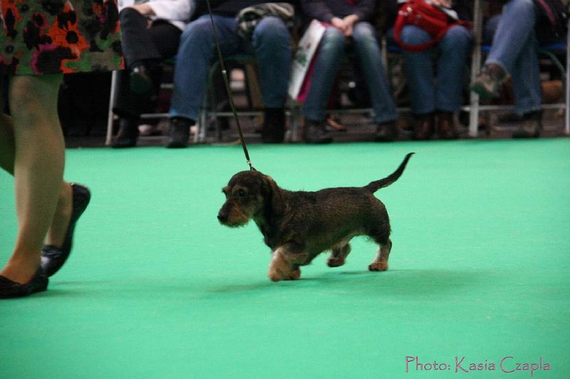 Crufts2011_2 896.jpg